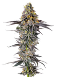 Growers Choice "Lobster Butter" Feminised Cannabis Seeds
