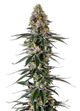 Growers Choice "Milkshake Nerdz" Feminised Cannabis Seeds