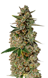 Growers Choice "Monkey Glue" Feminised Cannabis Seeds