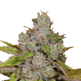 Growers Choice "Monkey Glue" Feminised Cannabis Seeds