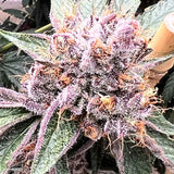 Mosca "Pink Animal Crackers S1" Feminised Cannabis Seeds