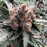 Mosca "Pink Animal Crackers S1" Feminised Cannabis Seeds