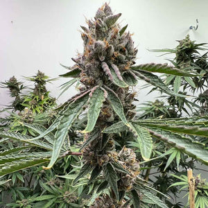 Mosca "Pink Animal Crackers S1" Feminised Cannabis Seeds