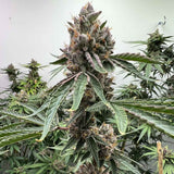 Mosca "Pink Animal Crackers S1" Feminised Cannabis Seeds