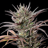 Royal Queen Seeds "North Thunderfuck" Feminised Cannabis Seeds