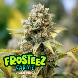 Frosteez Farmz "Peach Ringz" Feminised Cannabis Seeds