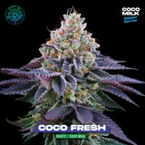 Perfect Tree Coco Fresh Feminised Cannabis Seeds