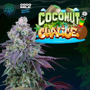 Perfect Tree Coconut Chalice Feminised Cannabis Seeds