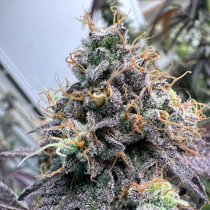 The Plug "Pina Colada" Female Cannabis Seeds