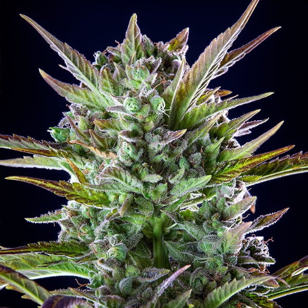 pineapple kush plant Royal Queen Seeds "Pineapple Kush" Feminised Cannabis Seeds – Natural Selection Leeds