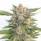 Royal Queen Seeds "Pink Runtz" Feminised Cannabis Seeds