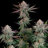 Royal Queen Seeds "Pink Runtz" Feminised Cannabis Seeds