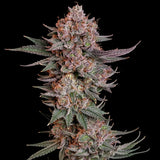 Royal Queen Seeds "Pink Runtz" Feminised Cannabis Seeds