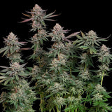 Royal Queen Seeds "Pink Runtz" Feminised Cannabis Seeds