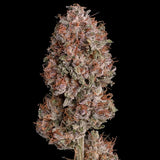 Royal Queen Seeds "Pink Runtz" Feminised Cannabis Seeds