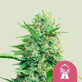 Royal Queen Seeds "Pink Runtz" Feminised Cannabis Seeds