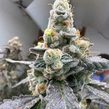 The Plug "Moscow Mule" Female Cannabis Seeds