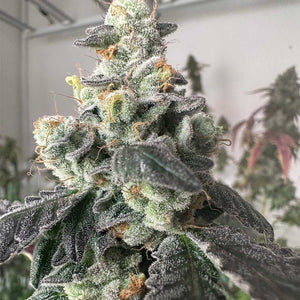 The Plug "Moscow Mule" Female Cannabis Seeds