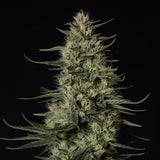Royal Queen Seeds x Tyson 2.0 "Punch Pie" Feminised Cannabis Seeds
