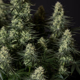 Royal Queen Seeds x Tyson 2.0 "Punch Pie" Feminised Cannabis Seeds