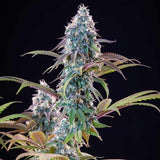 Royal Queen Seeds x Tyson 2.0 "Punch Pie" Feminised Cannabis Seeds