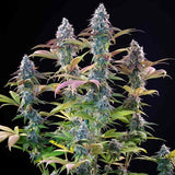 Royal Queen Seeds x Tyson 2.0 "Punch Pie" Feminised Cannabis Seeds