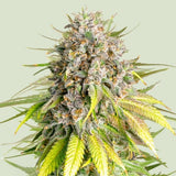 Royal Queen Seeds x Tyson 2.0 "Punch Pie" Feminised Cannabis Seeds