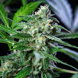 Royal Queen Seeds "Royal AK AUTO" Feminised Cannabis Seeds