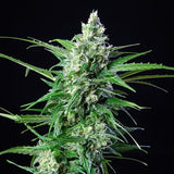 Royal Queen Seeds "Royal AK AUTO" Feminised Cannabis Seeds
