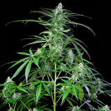 Royal Queen Seeds "Royal AK AUTO" Feminised Cannabis Seeds