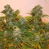 Royal Queen Seeds "Royal AK AUTO" Feminised Cannabis Seeds