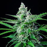 Royal Queen Seeds "Royal AK" Feminised Cannabis Seeds