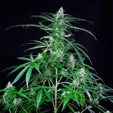 Royal Queen Seeds "Royal AK" Feminised Cannabis Seeds