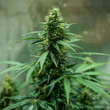 Royal Queen Seeds "Royal Jack AUTO" Feminised Cannabis Seeds