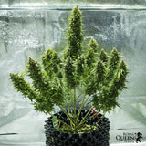 Royal Queen Seeds "Royal Jack AUTO" Feminised Cannabis Seeds
