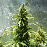 Royal Queen Seeds "Royal Jack AUTO" Feminised Cannabis Seeds