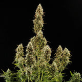 Royal Queen Seeds "Royal Jack AUTO" Feminised Cannabis Seeds