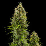 Royal Queen Seeds "Royal Jack AUTO" Feminised Cannabis Seeds