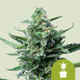 Royal Queen Seeds "Royal Jack AUTO" Feminised Cannabis Seeds