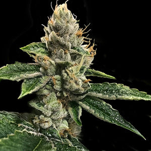 DNA Genetics "RP43' AKA Richard Petty" Feminised Cannabis Seeds