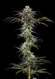 Barney's Farm "RS11 F1" Feminised Cannabis Seeds