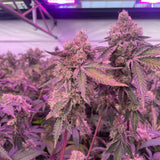 Barney's Farm & Doja Exclusive "RS11 x Banana OG" Feminised Cannabis Seeds