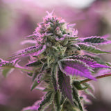 Barney's Farm & Doja Exclusive "RS11 x Banana OG" Feminised Cannabis Seeds