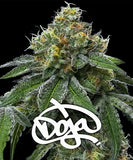 Barney's Farm & Doja Exclusive "RS11 x Banana OG" Feminised Cannabis Seeds