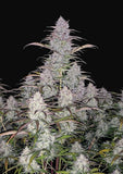 Fast Buds "Green Crack" AUTO Feminised Cannabis Seeds