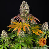 Barney's Farm "Sour Diesel" Feminised Cannabis Seeds