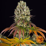 Barney's Farm "Sour Diesel" Feminised Cannabis Seeds