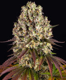 Barney's Farm "Sour Diesel" Feminised Cannabis Seeds