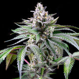 Cookies "Sunsetz" Feminised Cannabis Seeds