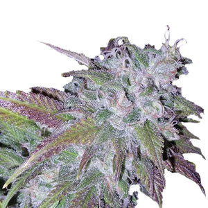 Growers Choice "Silver Grape Sherbet" Feminised Cannabis Seeds